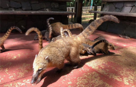 coati rosso procione